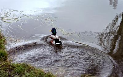 Прикрепленное изображение: утка.JPG